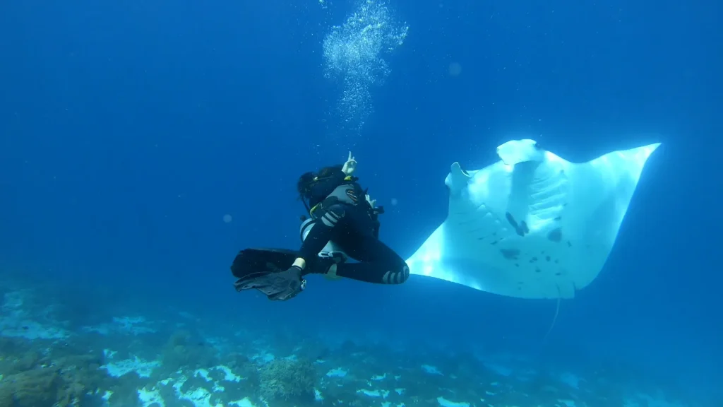 Snorkeller swimming alongside a manta ray at Manta Point, Komodo