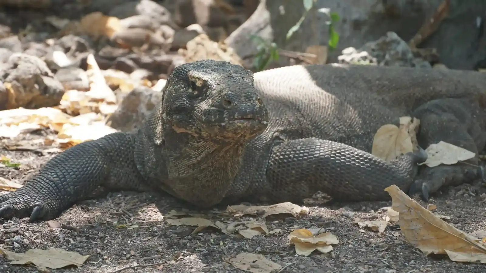 Exploring the Wildlife of Komodo Island: A Luxury Travel Experience
