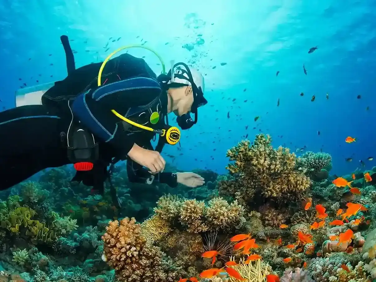 Komodo Diving Guide 2027: Top Dive Sites, Currents & Marine Life