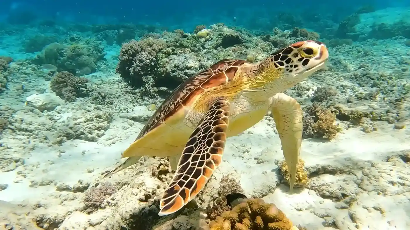 Eco-Friendly Travel to Komodo Island: A Luxurious Adventure
