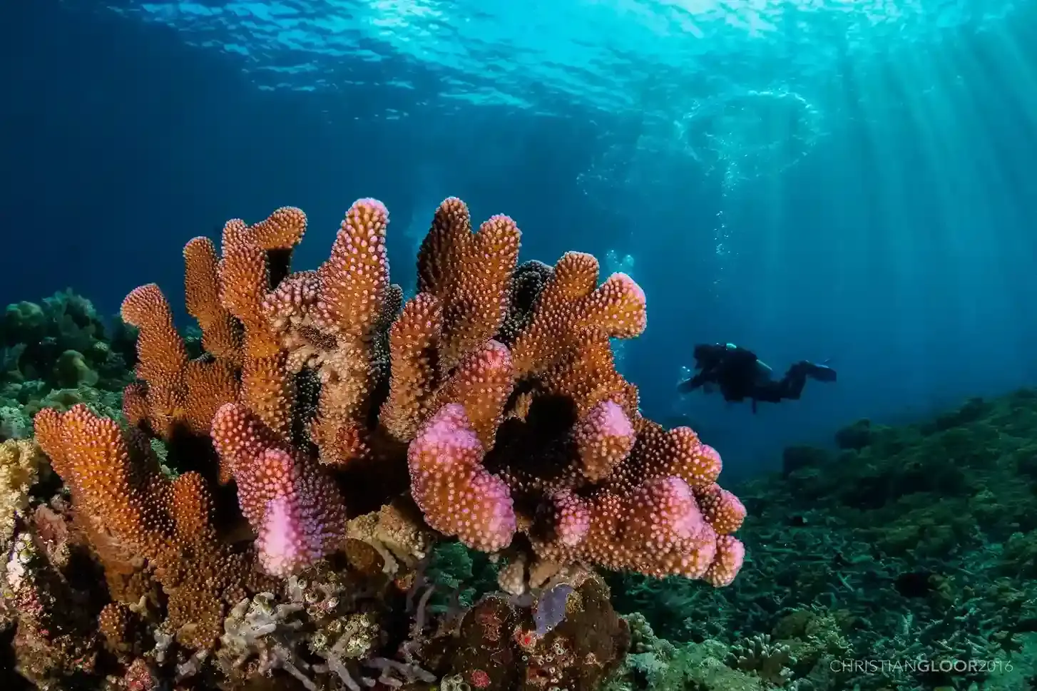 Komodo Island Resort’s Eco-Friendly Initiatives in 2027