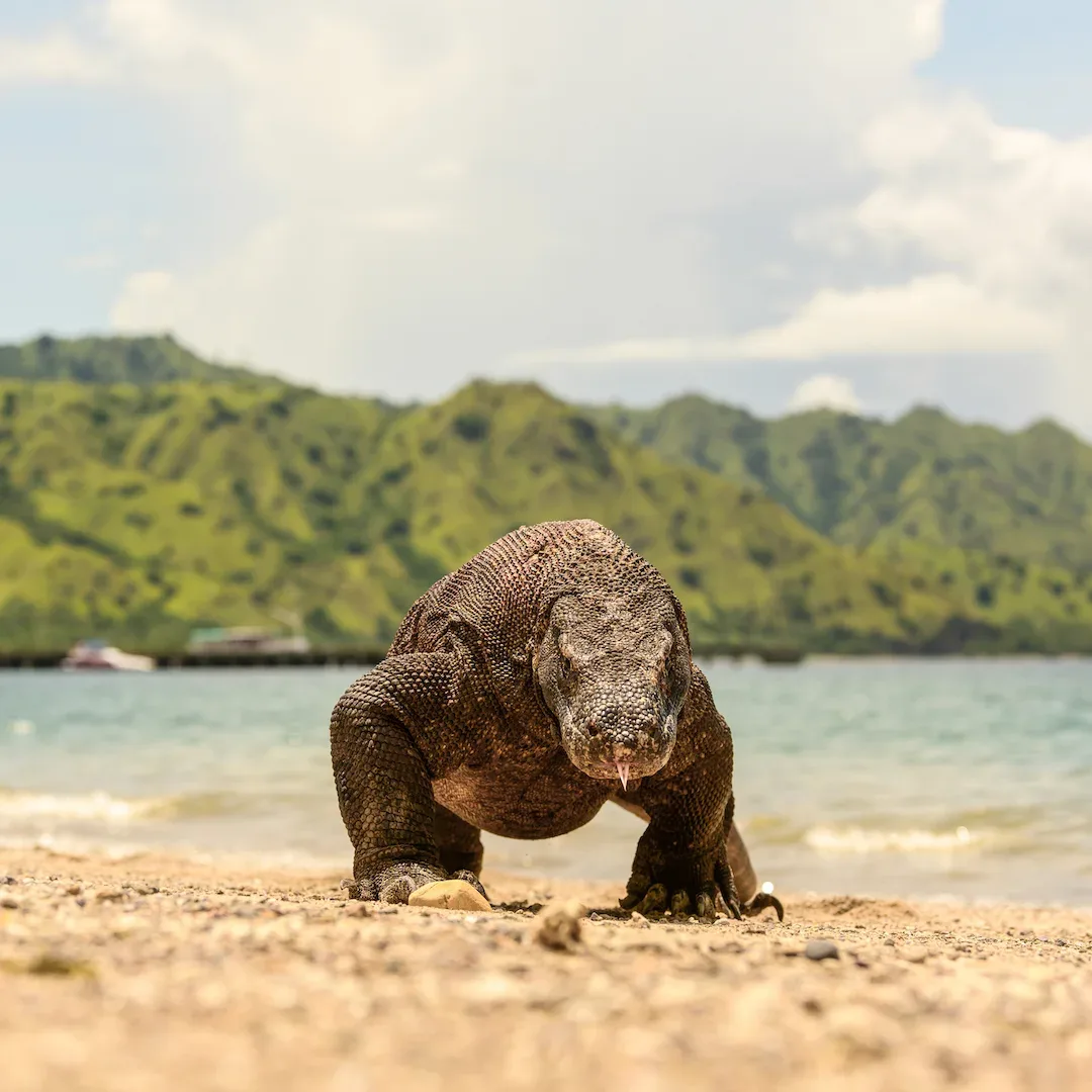 Komodo Island Resorts Near Komodo National Park: 2027 Dragon Proximity & Luxury