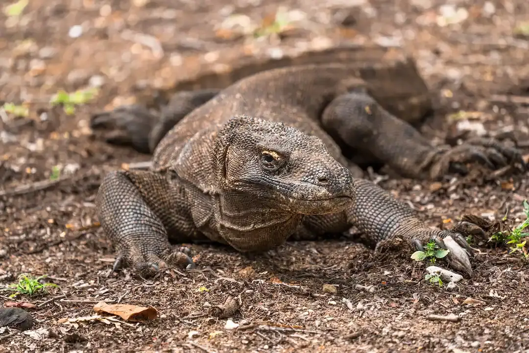 Komodo Island Resorts Near Komodo National Park: 2027 Dragon Proximity and Luxury Travel