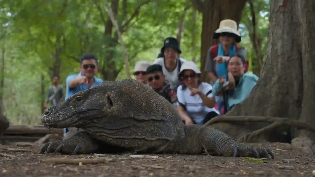 Can You See Komodo Dragons on a Day Trip? Everything to Know for 2027
